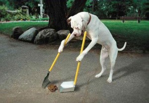 dog-pooper-scooper