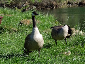 Geese Family-5