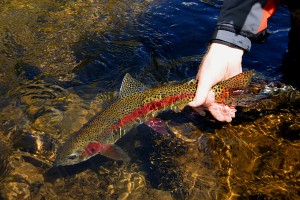 putah-creek-fly-fishing-photo